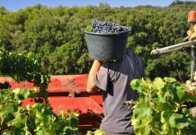 La precarización laboral en el trabajo agrícola en Francia y España