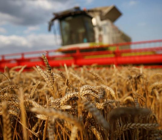 Argentina es el primer país en aprobar el uso de semillas de trigo transgénico