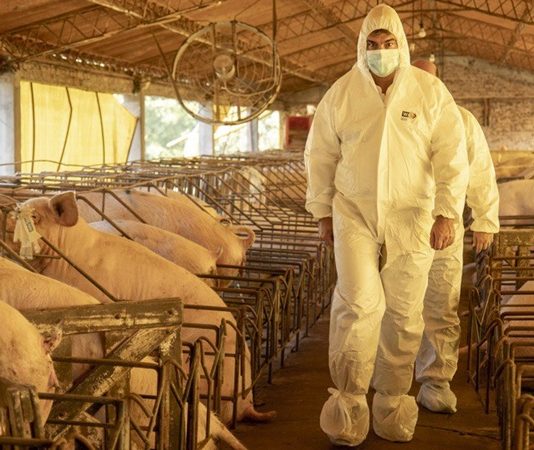 La provincia de Chaco oficializó el acuerdo de instalación de tres mega granjas porcinas