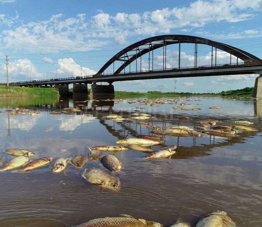 Santa Fe: Miles de peces muertos y contaminados con agrotóxicos