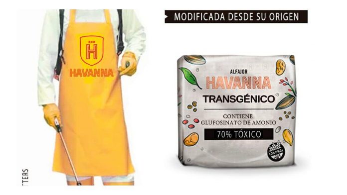 havanna trigo transgenico