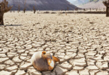 El mundo, bajo la amenaza de una sequía global