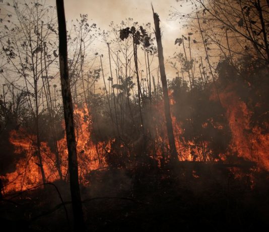 Brasil en llamas: crónica de un ecocidio anunciado Amazonía