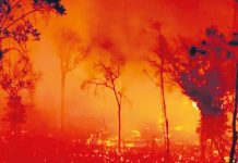 Brasil: la lucha contra los incendios forestales y los retos de construir un nuevo movimiento ecologista Brasil incendios forestales