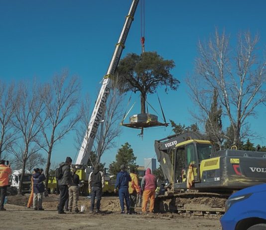 Un municipio reprime a una comunidad para trasplantar un árbol de casi 300 años Quebracho