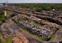 Se profundiza la destrucción del bosque chaqueño Desmonte
