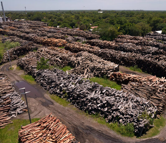 Se profundiza la destrucción del bosque chaqueño Desmonte