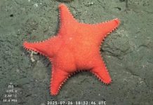 Un hito científico que desnuda el “cientificidio” de Milei Conicet