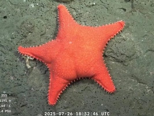 Un hito científico que desnuda el “cientificidio” de Milei Conicet