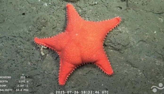 estrella Conicet