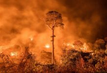 Incendios en el Amazonas provocan emisiones record CO2 Amazonas incendios