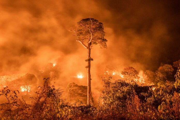 Amazonas incendios