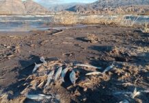 San Juan: la Barrick Gold, un nuevo desastre ambiental y funcionarios cómplices Barrick Gold San Juan