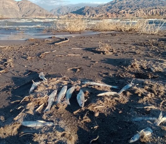 San Juan: la Barrick Gold, un nuevo desastre ambiental y funcionarios cómplices Barrick Gold San Juan